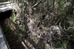 Unique Growth of Trunks and Branches