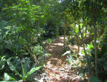 Unpaved Path