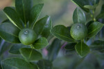 Unripe Calomondin Fruit