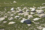 Unsorted Glacial Till in a Meadow