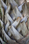 Up-Close View of a Palm Tree Trunk