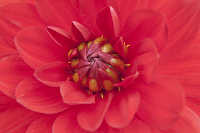 Up Close View of Dahlia Flower