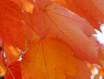 Up Close View of Orange Leaves