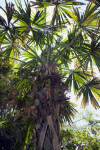 Upper Portion of Palm Tree