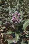 Upright, Flowering Stalk of a Showy Milkweed with Leaves Extending From Nodes of Stem