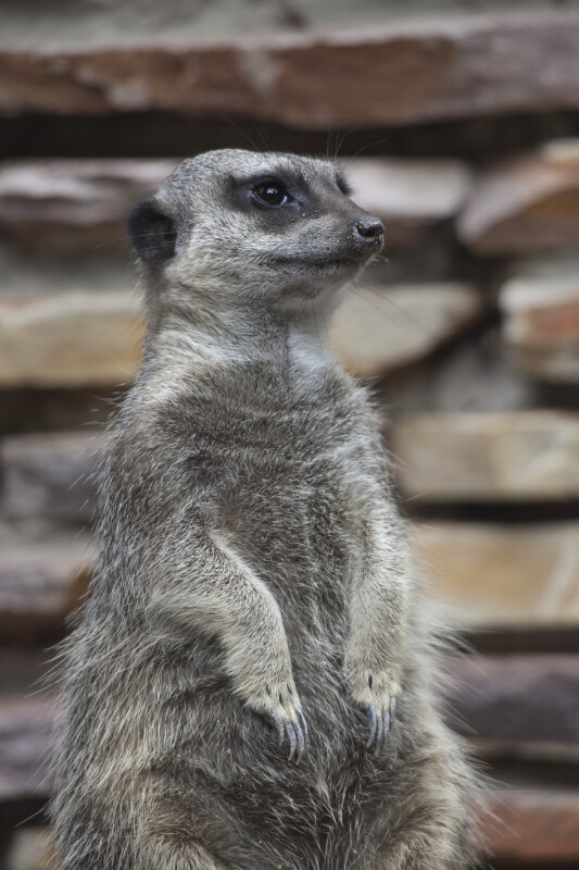 Upright Slender-Tailed Meerkat at the Artis Royal Zoo