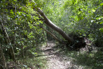 Uprooted Gumbo-Limbo Tree Leaning Over a Path at Long Pine Key of Everglades National Park