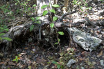 Uprooted Tree at Windley Key Fossil Reef Geological State Park