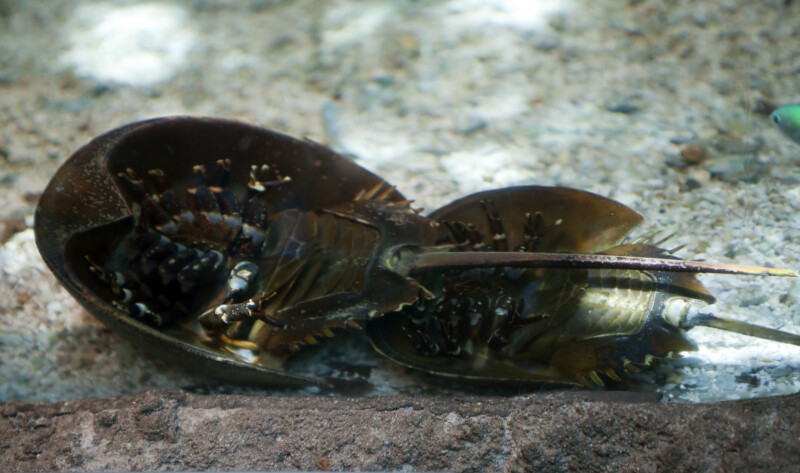 Upside-down Horseshoe Crabs