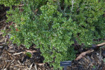 Vaccinium Plant