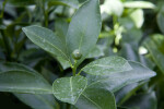 Valencia Orange Leaves with a Small Fruit