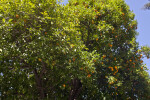 Valencia Orange Tree at Capitol Park in Sacramento