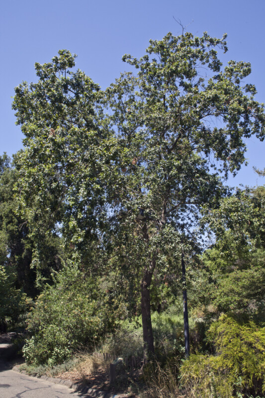 Valley Oak Tree