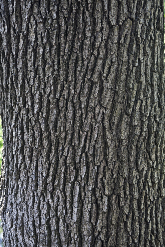 Valley Oak Tree Trunk Close-Up