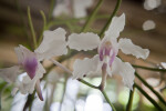 Vanda Miss Joaquim Orchid