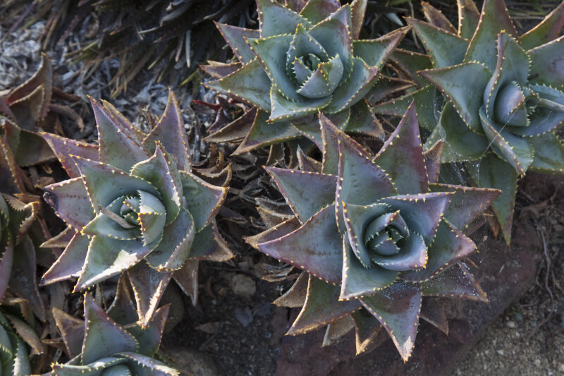 Variegated Aloe Plants at the Rancho Los Alamitos Historic Ranch and Gardens