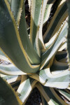 Variegated Century Plant