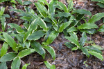 Variegated Ginger Lily at the Kanapaha Botanical Gardens