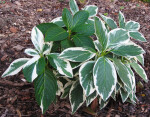 Variegated Lace Cap