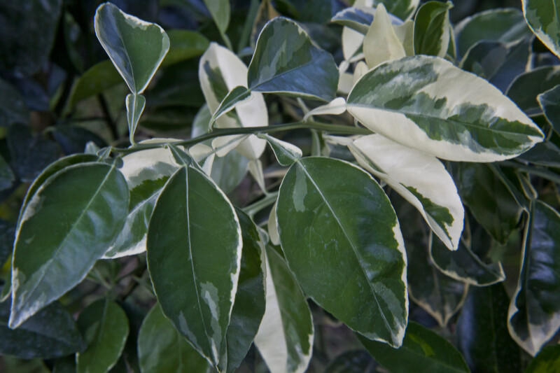 Variegated Minneola Tangelo Leaves