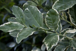 Variegated Pink Lemon Leaves