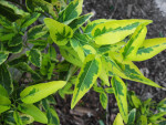 Variegated Potato Vine