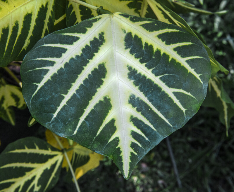Variegated Sunshine Tree Leaf Close-Up