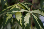 Variegated Tapioca Leaves