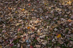 Variety of Fallen Leaves at Evergreen Park