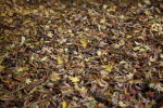 Variety of Fallen Leaves