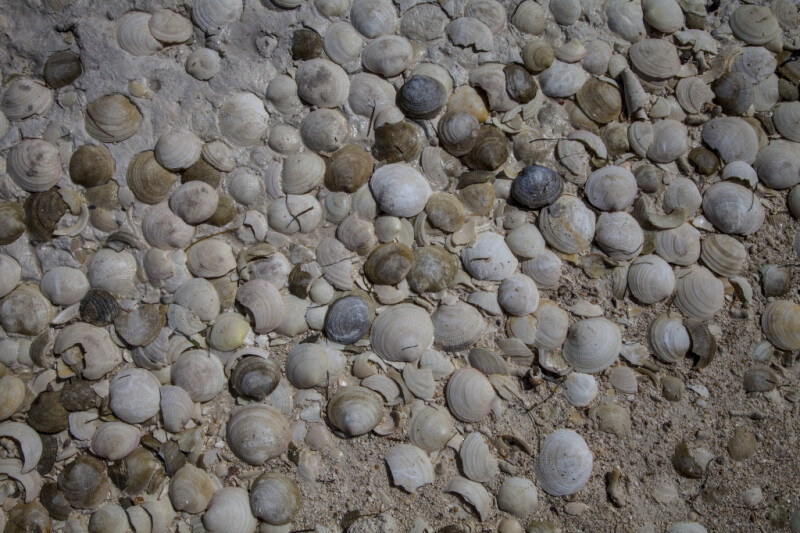 Variety of Seashells at Biscayne National Park
