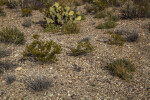Variety of Small Desert Shrubs Growing Along the Chihuanhuan Desert Trail of Big Bend National Park