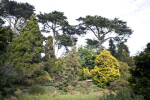 Various Coniferous Trees