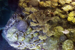 Various Corals at the New England Aquarium