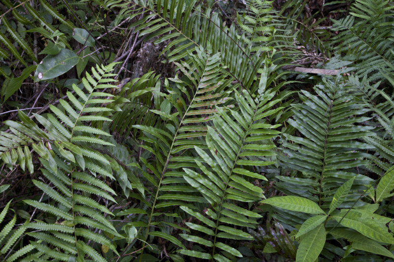 Various Ferns with Pinnate Leaves