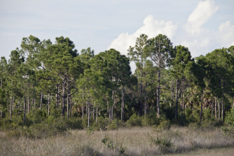 Various Pine Trees at the Big Cypress National Preserve