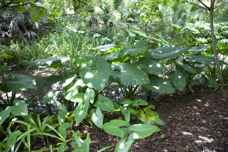Various Plants at the Kanapaha Botanical Gardens