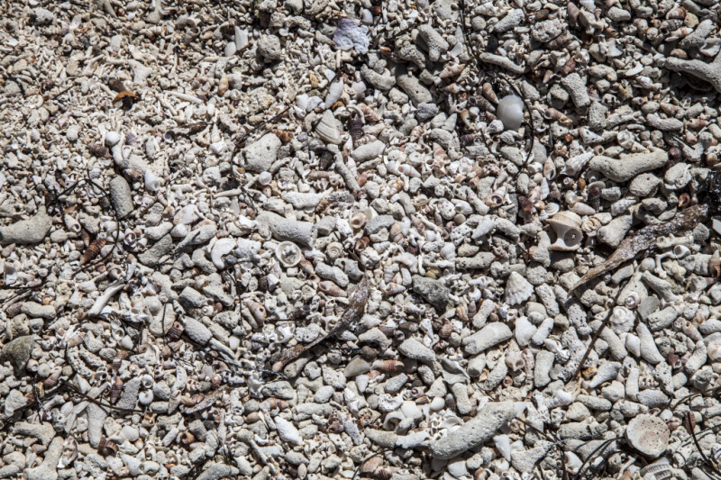 Various Seashells at Biscayne National Park
