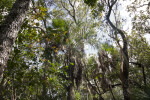 Various Trees at Mahogany Hammock of Everglades National Park