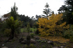 Various Trees at the San Francisco Botanical Garden