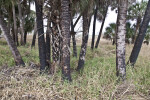 Various Trees Growing Amongst Tall Grass at Myakka River State Park