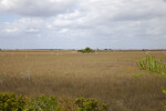 Vast Prairie with a Few Trees and Shrubs