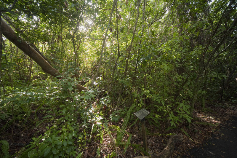 Vegetation along Gumbo Limbo Trail at Everglades National Park