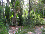 Vegetation Along Path