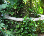 Vegetation and Fountain