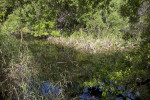 Vegetation and Water Along the Gumbo Limbo Trail