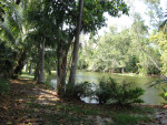 Vegetation Around Slough