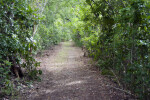 Vegetation at Bear Lake Trail