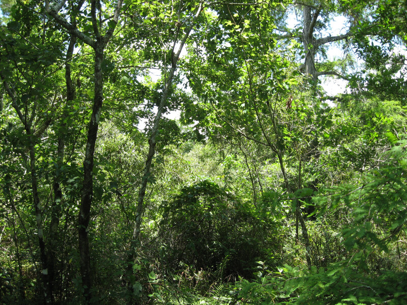 Vegetation at Corkscrew