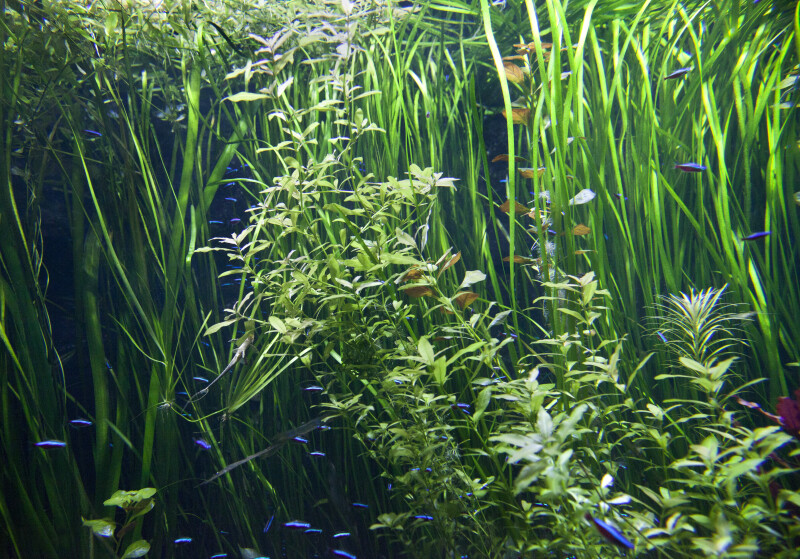 Vegetation in Fish Tank